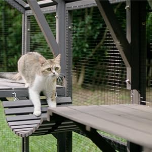cat house